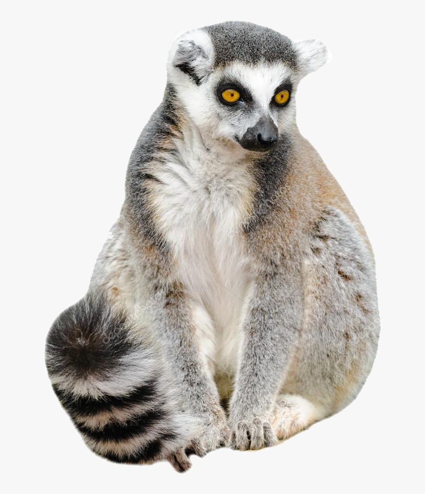 Detail Lemur Png Nomer 4