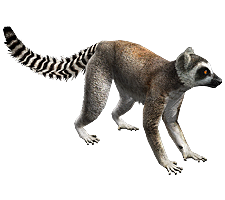 Detail Lemur Png Nomer 33