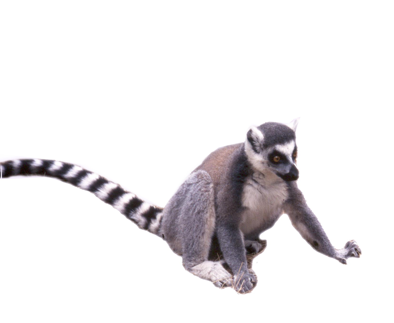 Detail Lemur Png Nomer 8