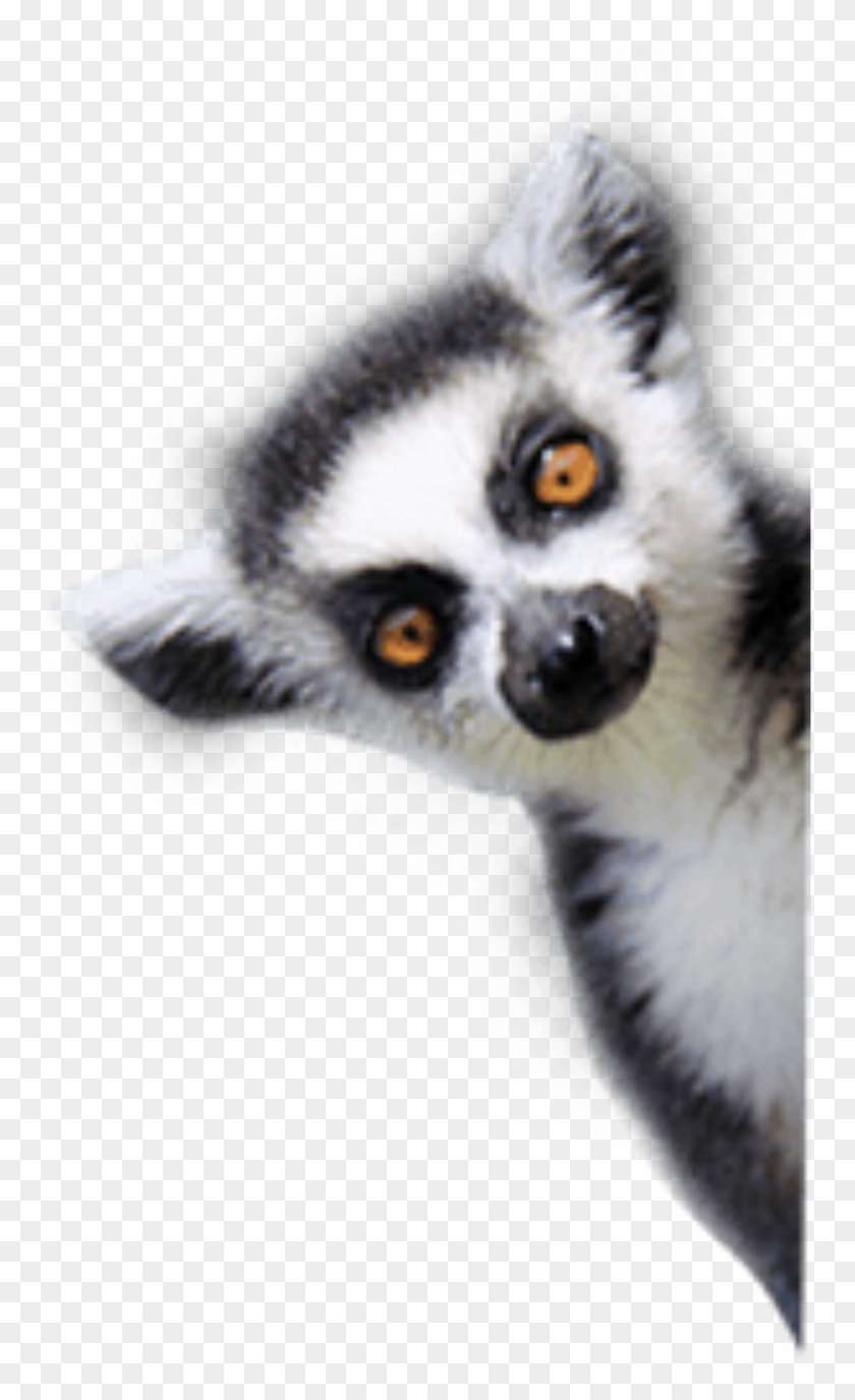 Detail Lemur Png Nomer 9