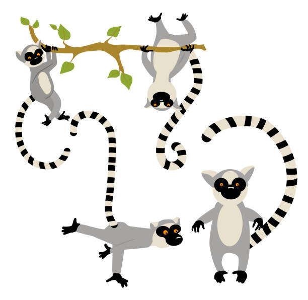 Detail Lemur Vector Nomer 13