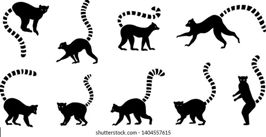 Detail Lemur Vector Nomer 16