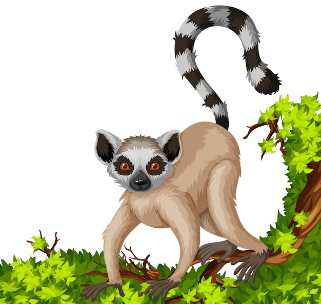 Detail Lemur Vector Nomer 37