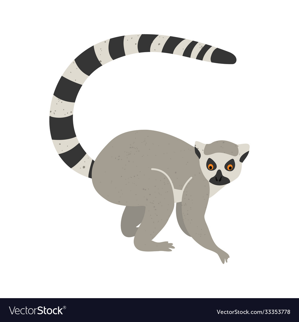 Detail Lemur Vector Nomer 42