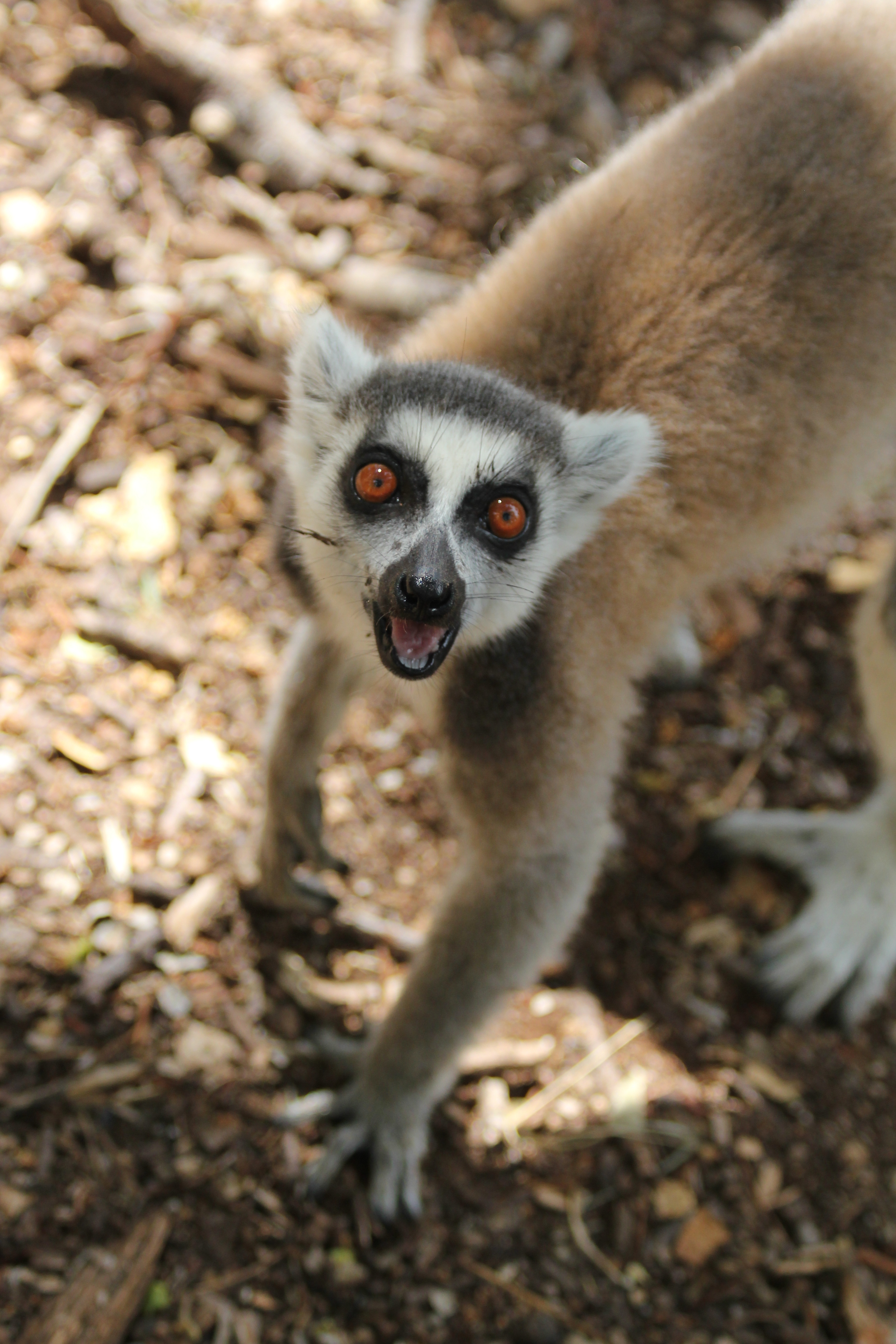 Detail Lemurs Images Nomer 25