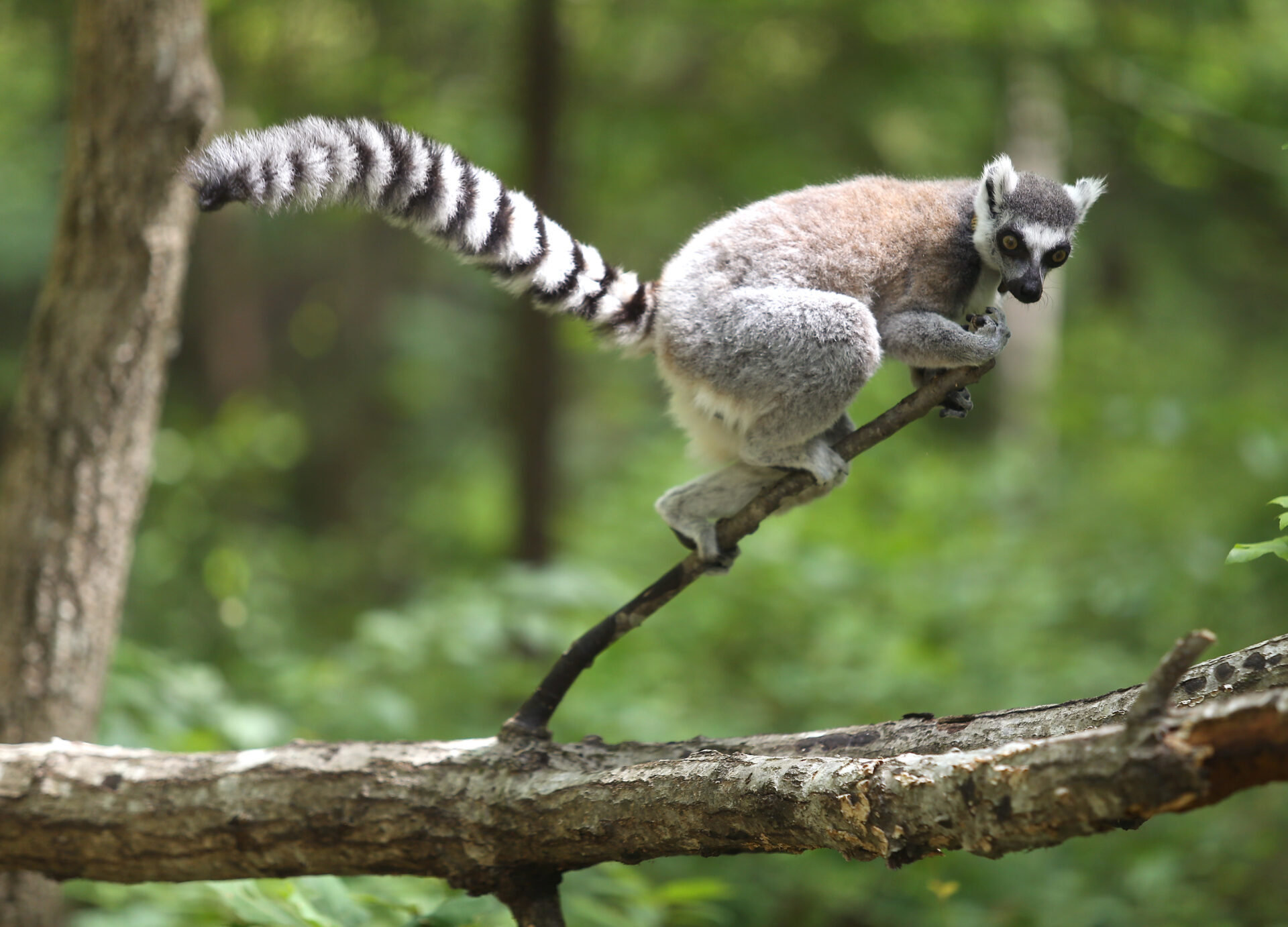 Detail Lemurs Images Nomer 39