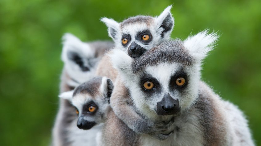 Detail Lemurs Images Nomer 44