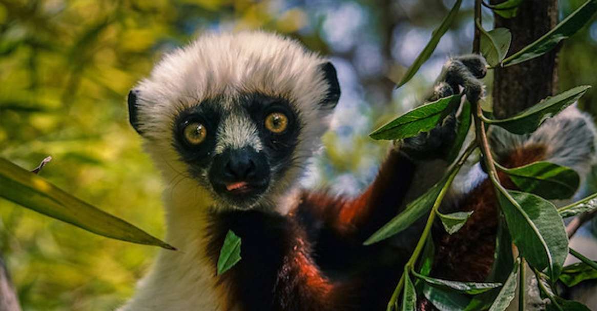 Detail Lemurs Images Nomer 55