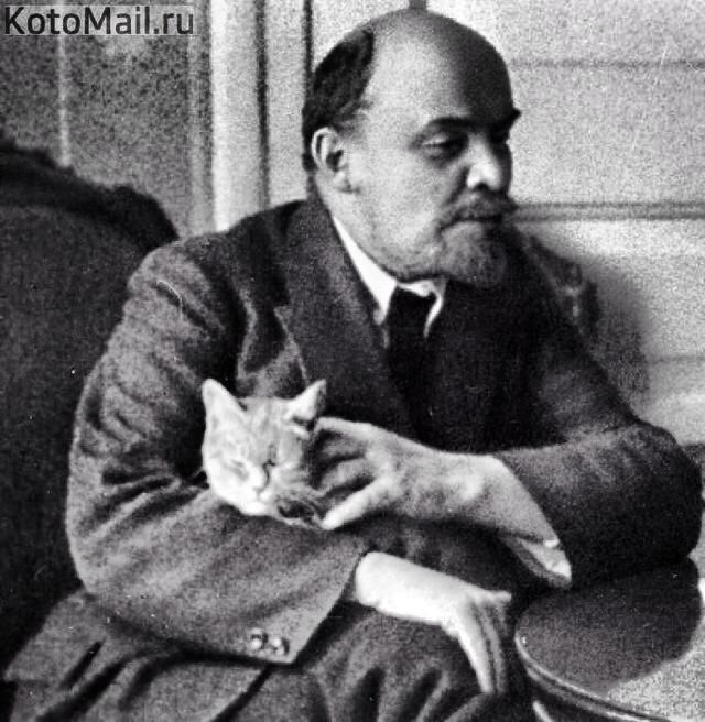 Detail Lenin Cats Nomer 12