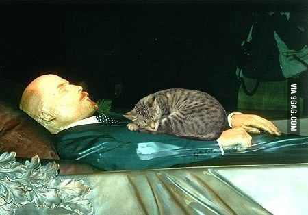 Detail Lenin Cats Nomer 30