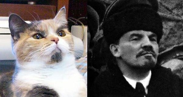 Detail Lenin Cats Nomer 32