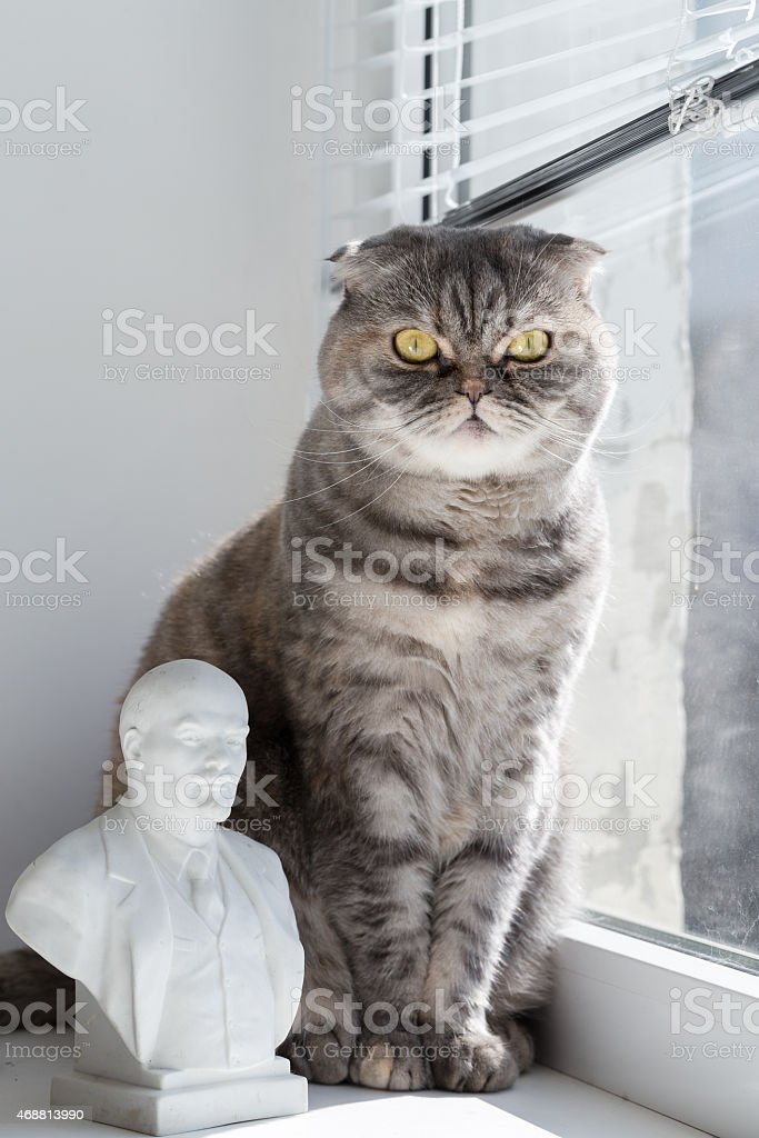 Detail Lenin Cats Nomer 36