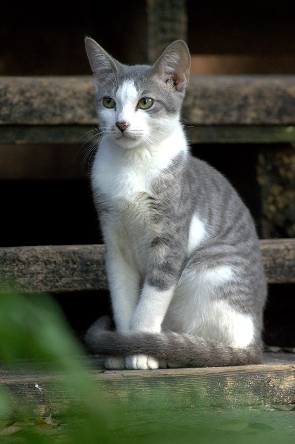 Detail Lenin Cats Nomer 37