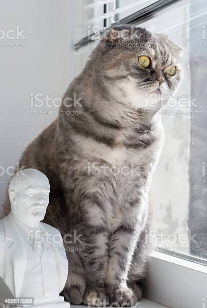 Detail Lenin Cats Nomer 41