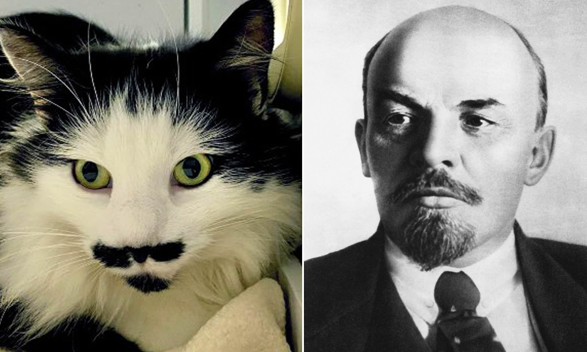 Detail Lenin Cats Nomer 6