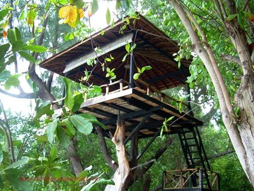 Detail Model Rumah Pohon Sederhana Nomer 10