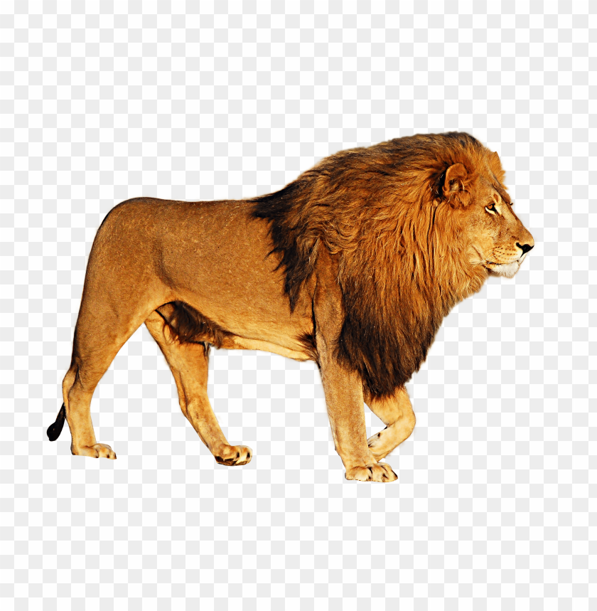 Detail Leo Lion Png Nomer 37