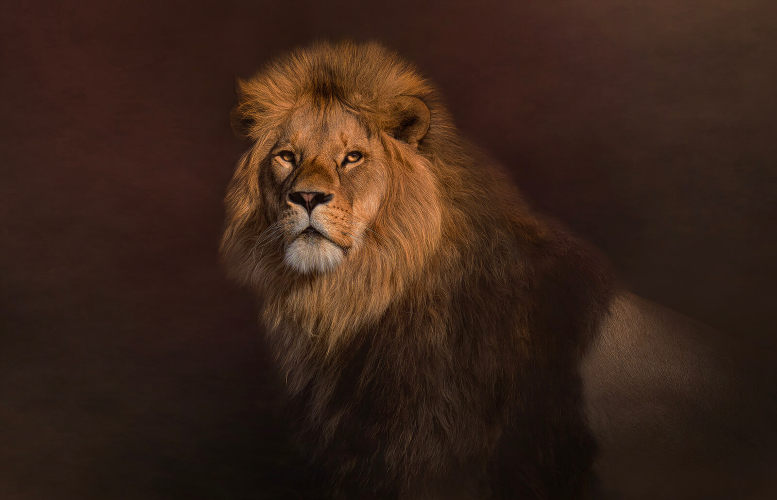 Detail Leo Picture Nomer 15