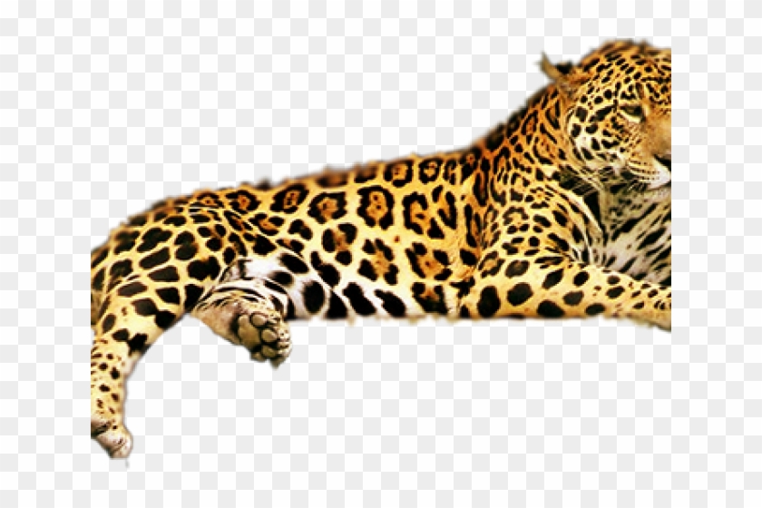 Detail Leopard Download Nomer 33