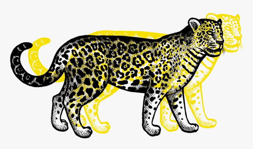 Detail Leopard Download Nomer 49