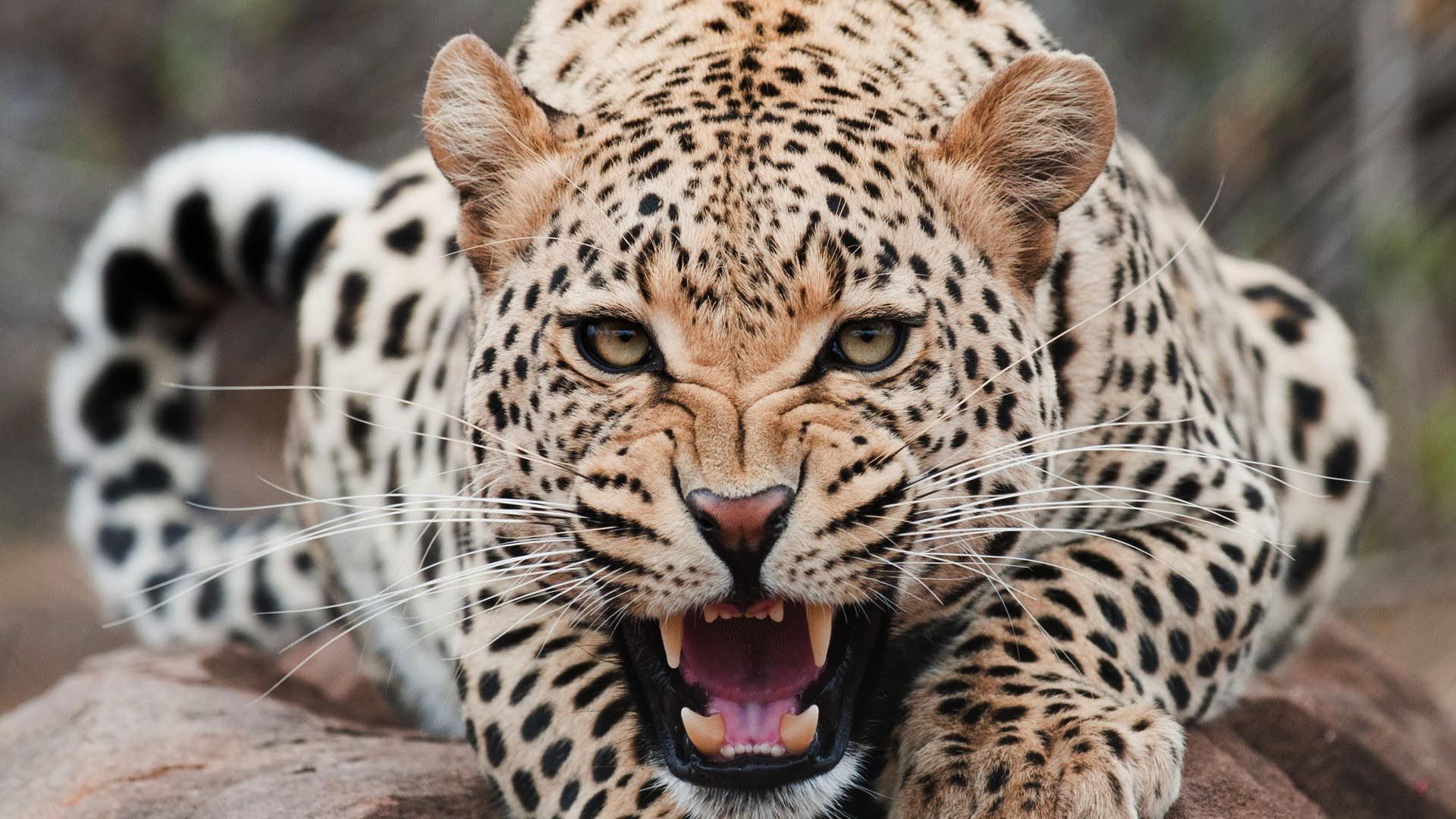 Detail Leopard Hd Nomer 2