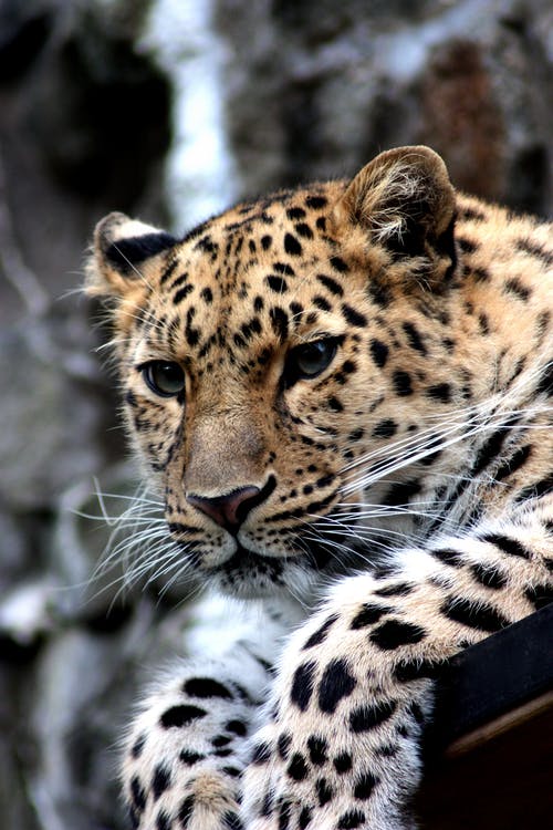 Detail Leopard Hd Nomer 14