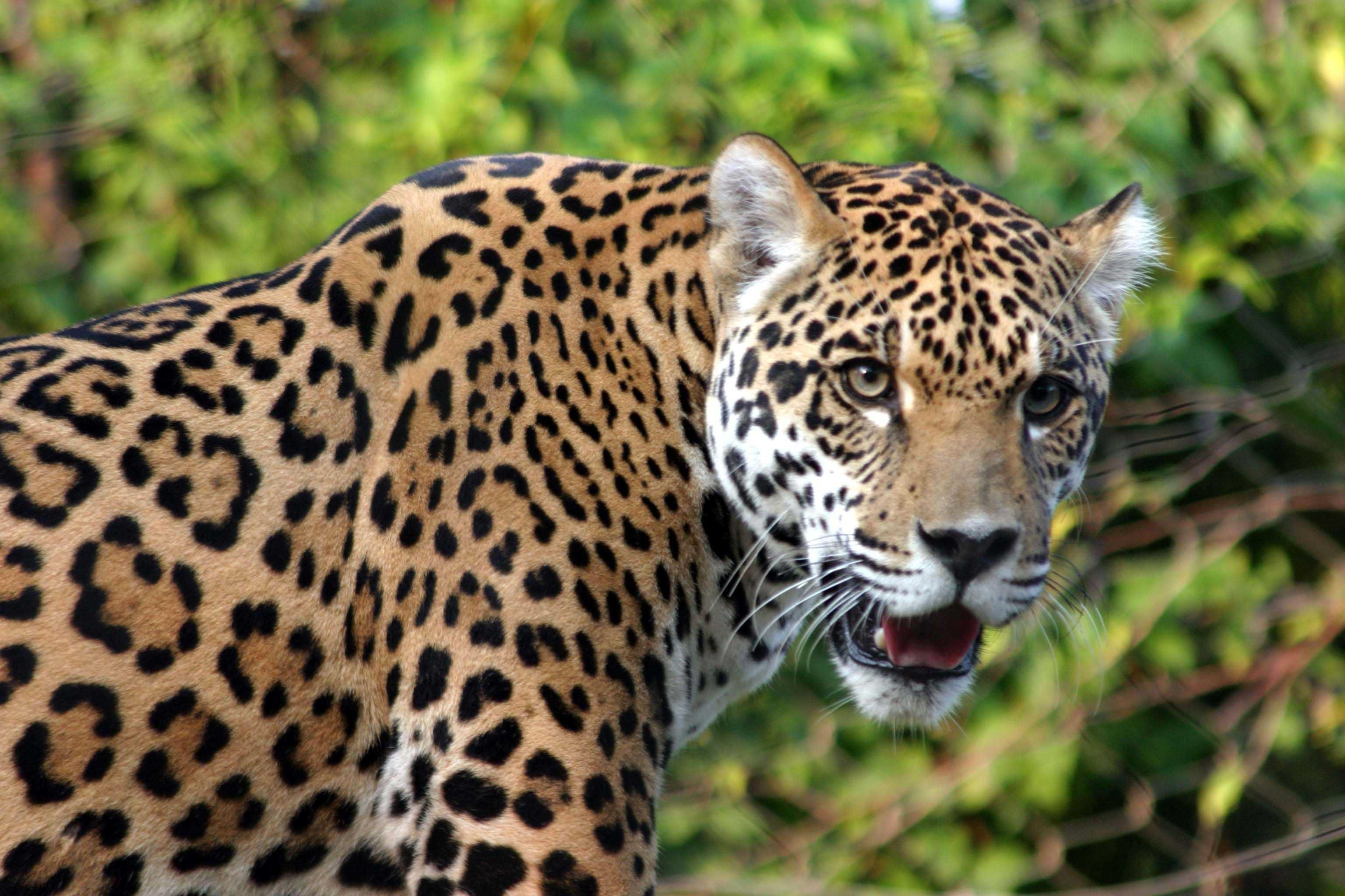Detail Leopard Hd Nomer 18