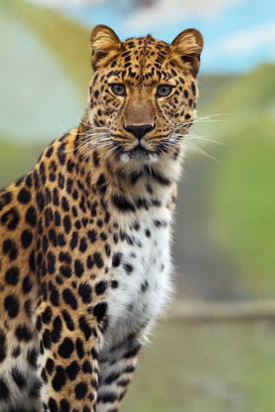 Detail Leopard Hd Nomer 23
