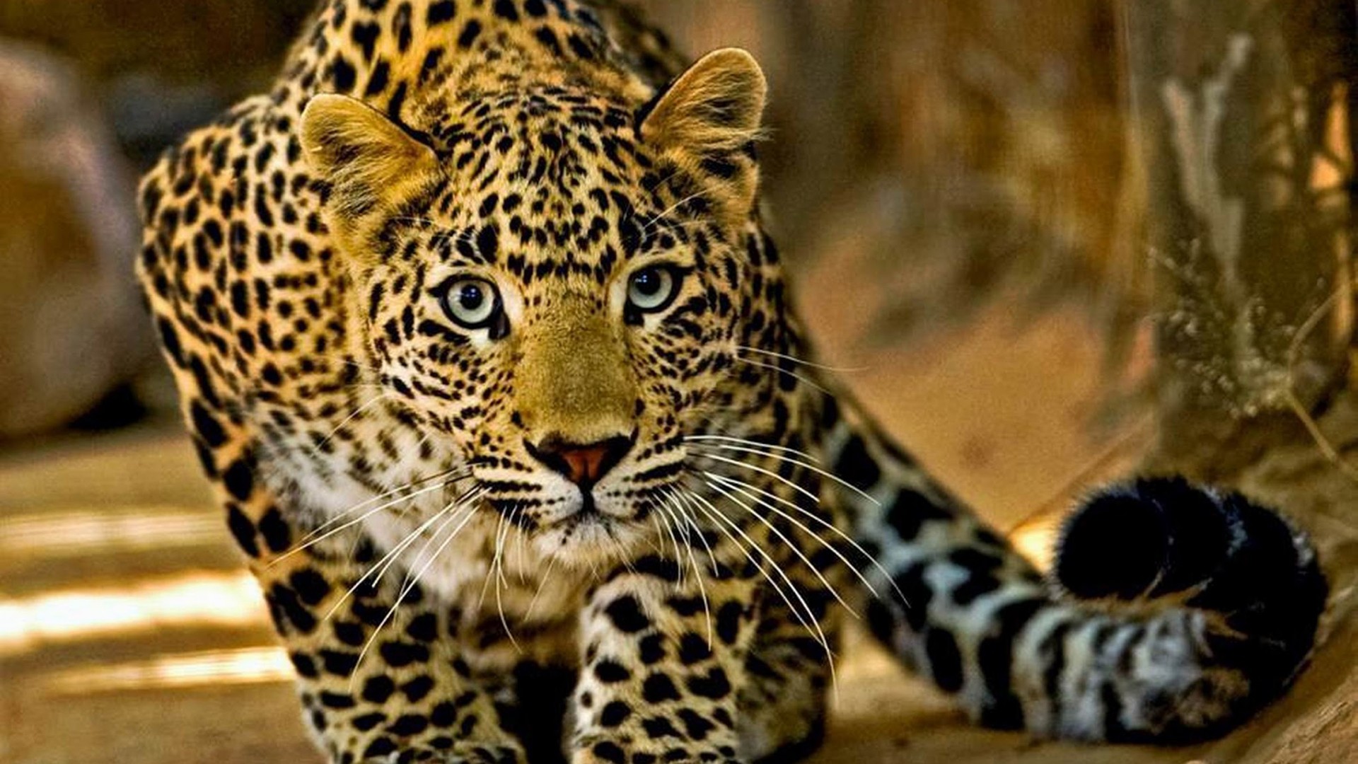Detail Leopard Hd Nomer 24