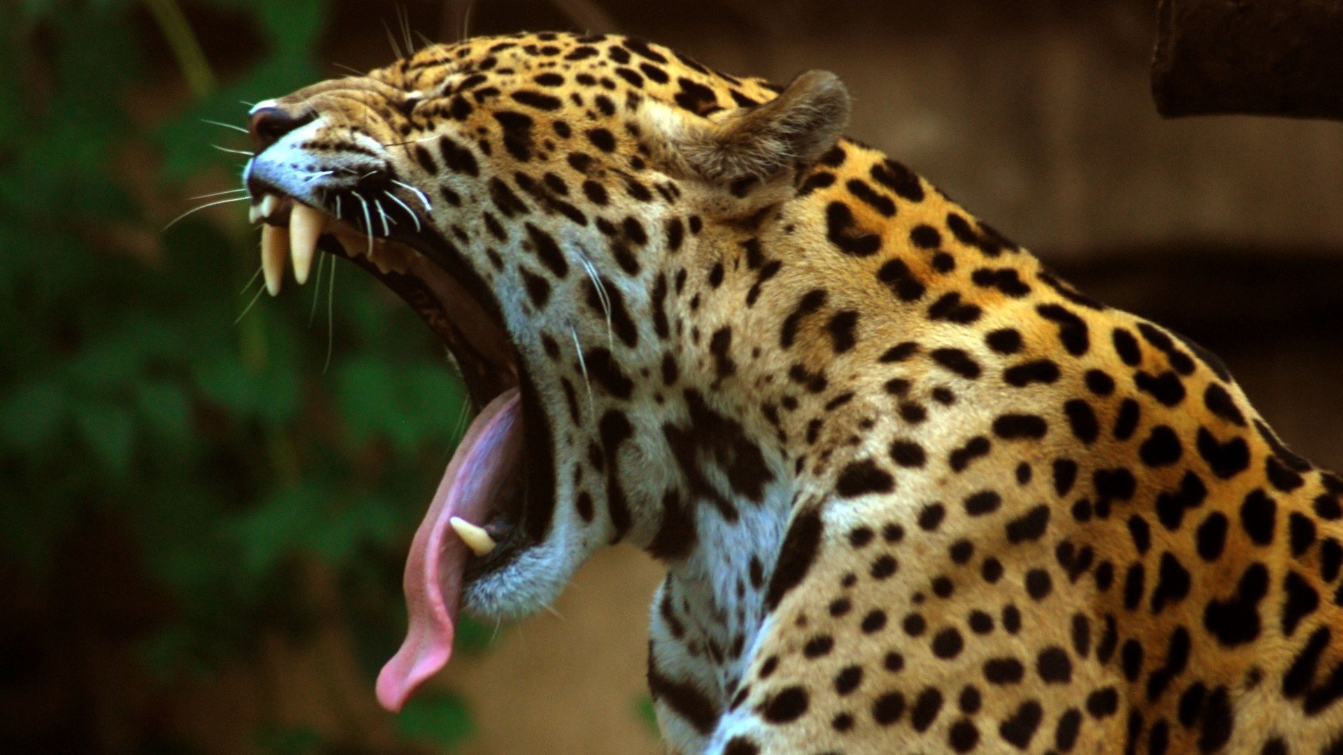 Detail Leopard Hd Nomer 31
