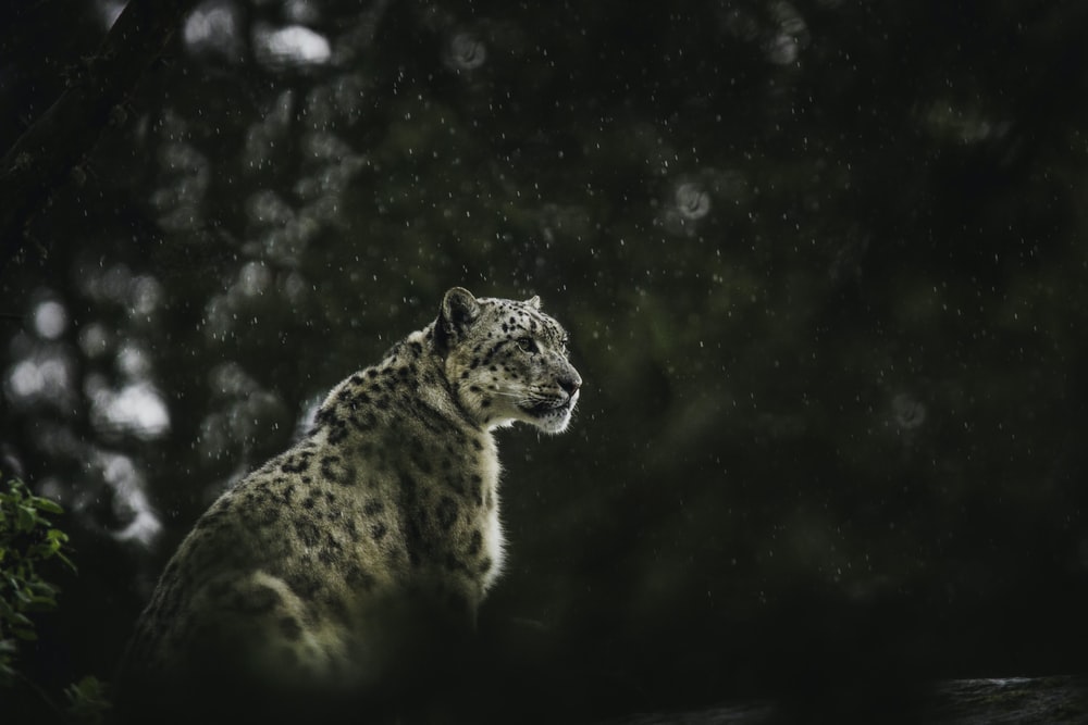 Detail Leopard Hd Nomer 32