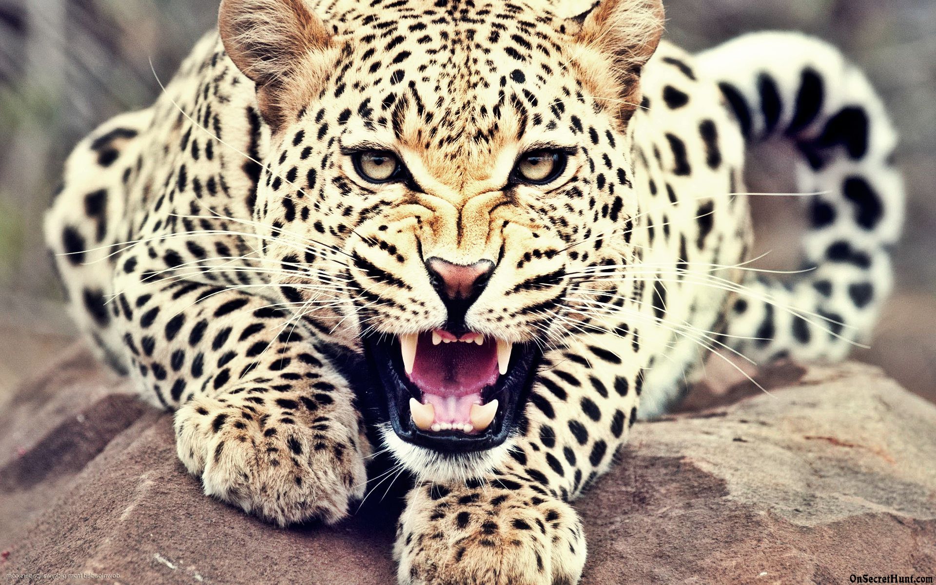 Detail Leopard Hd Nomer 33