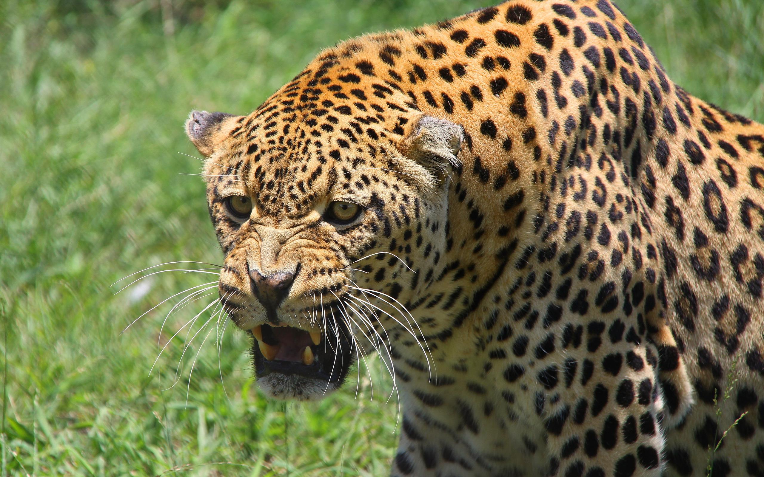 Detail Leopard Hd Nomer 36
