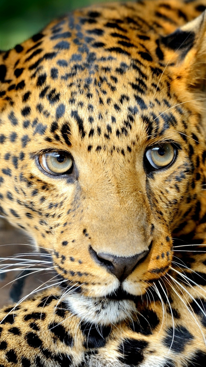 Detail Leopard Hd Nomer 41