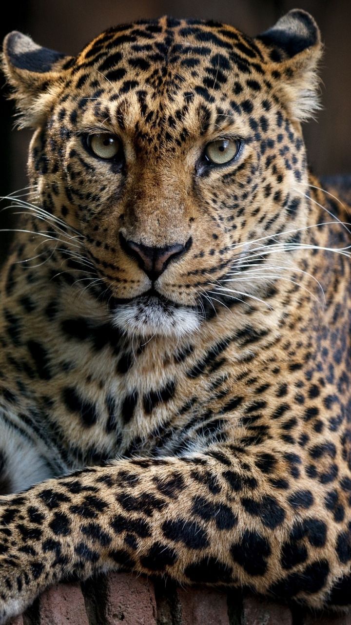 Detail Leopard Hd Nomer 42