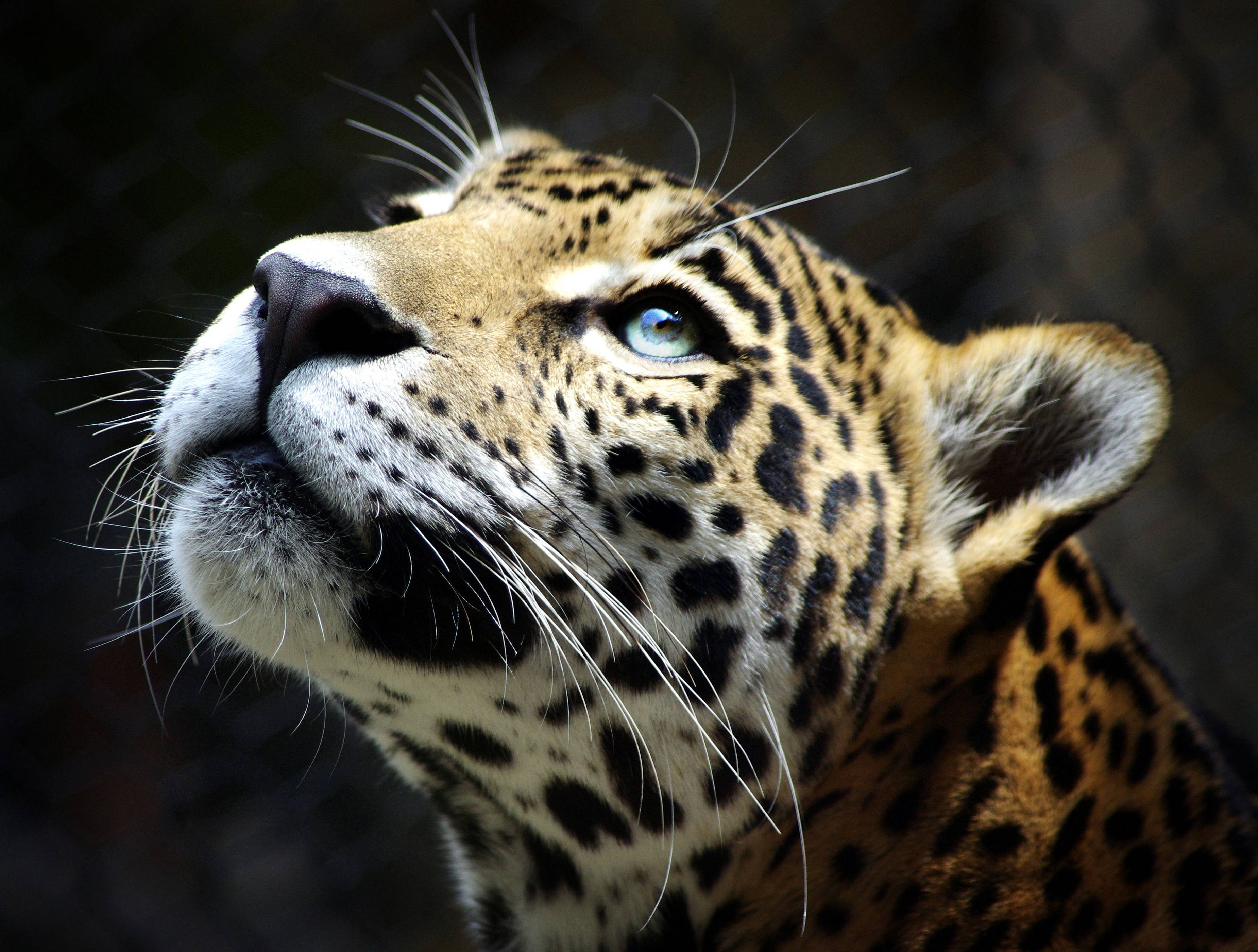 Detail Leopard Hd Nomer 6