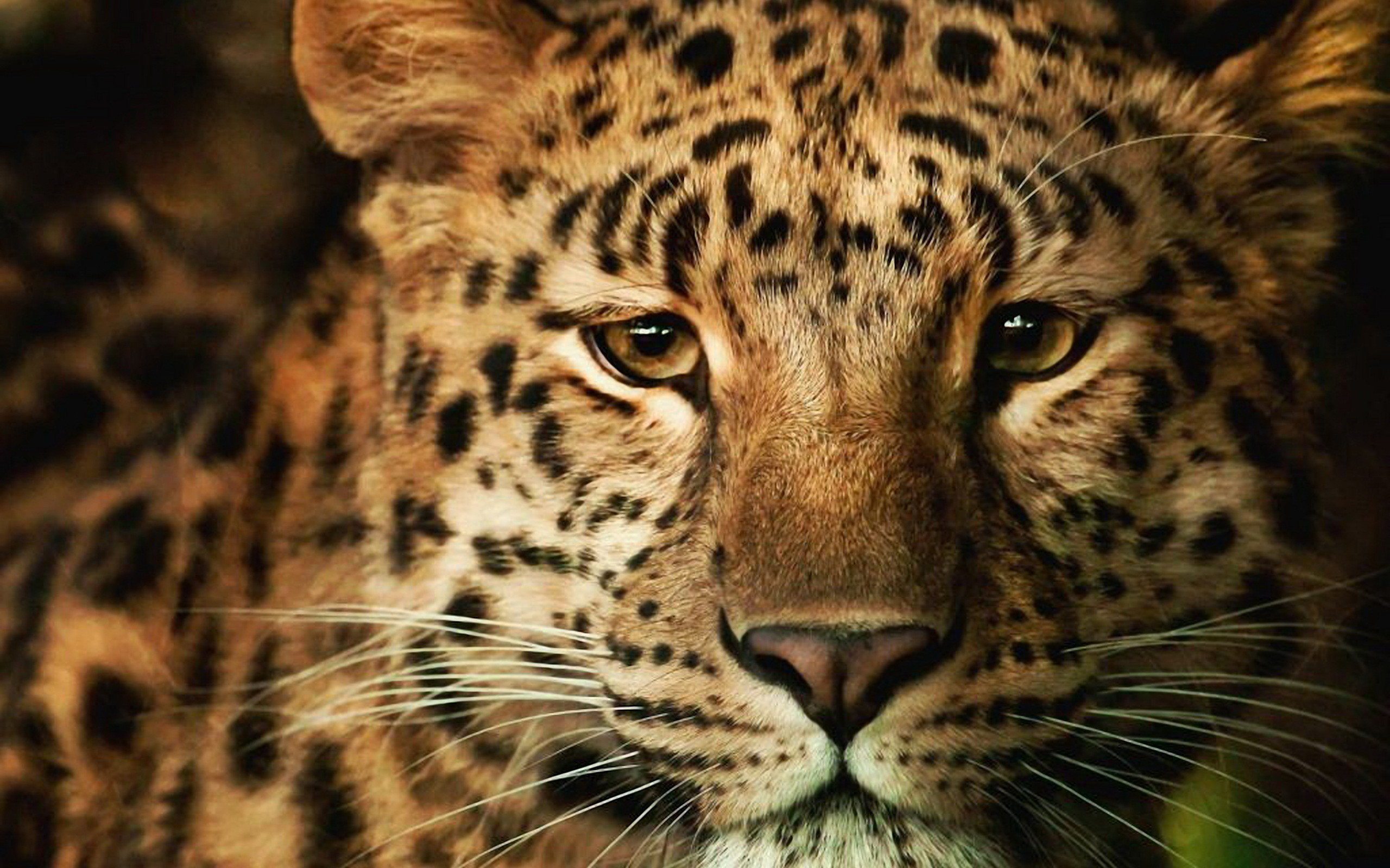 Detail Leopard Hd Nomer 55