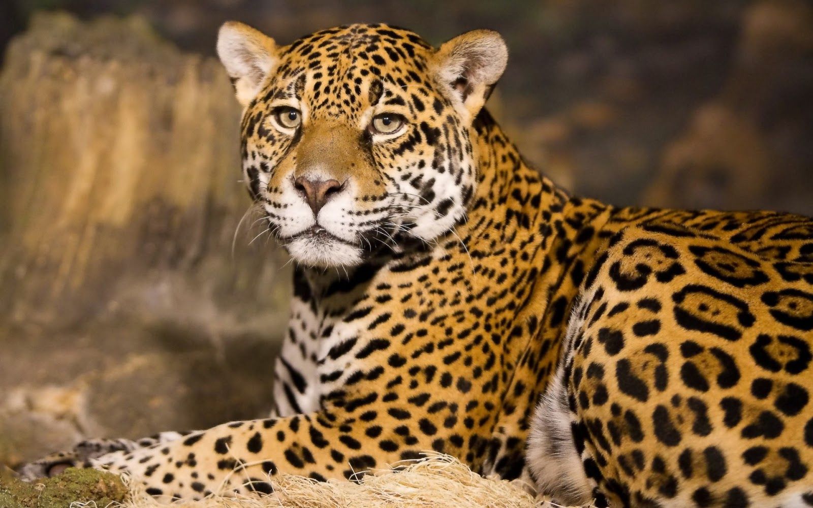 Detail Leopard Hd Nomer 7