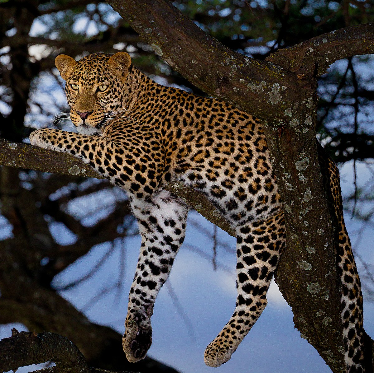 Leopard Image - KibrisPDR