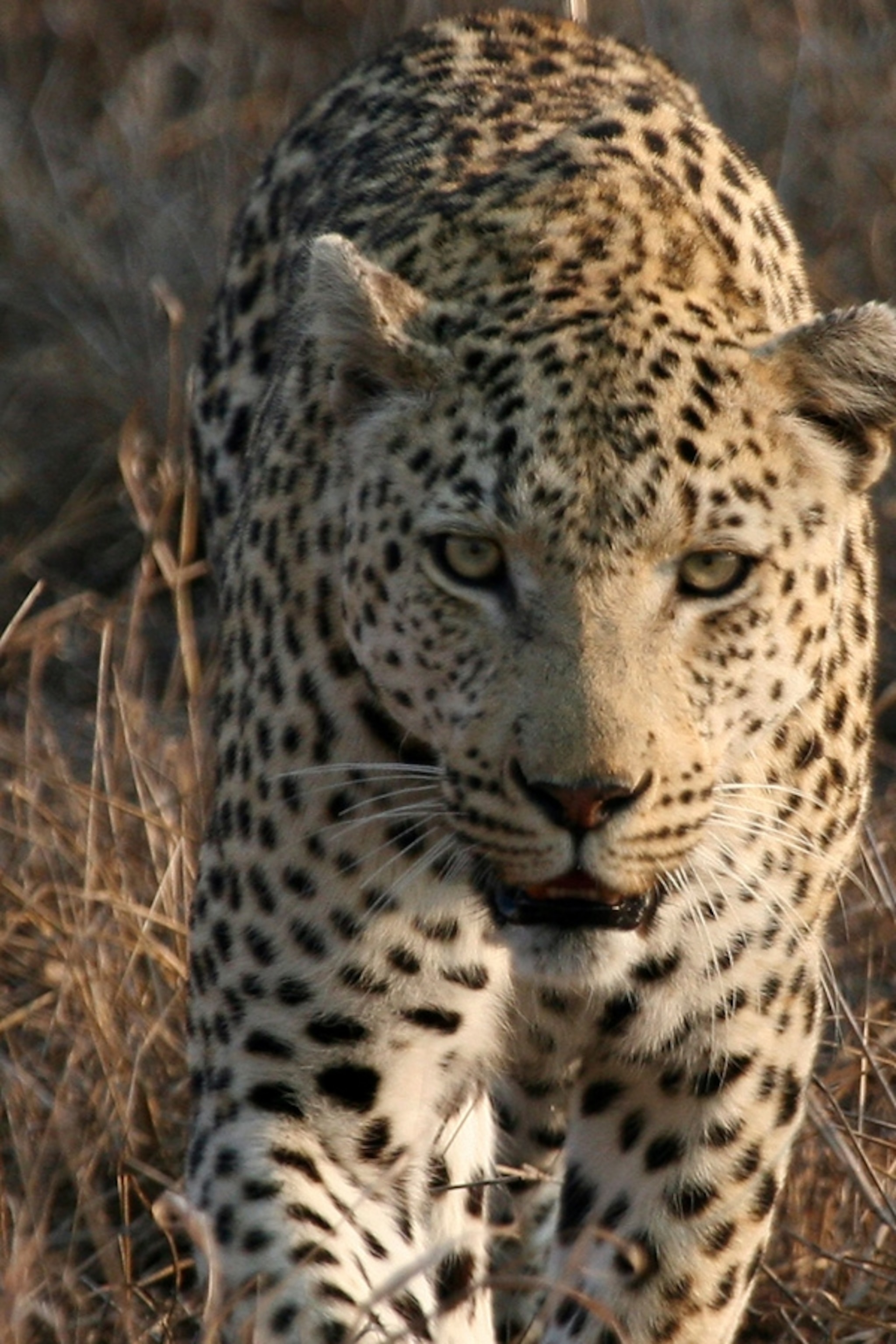Detail Leopard Image Nomer 2