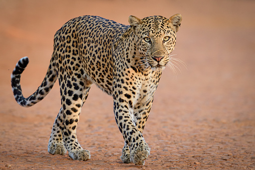 Detail Leopard Image Nomer 11