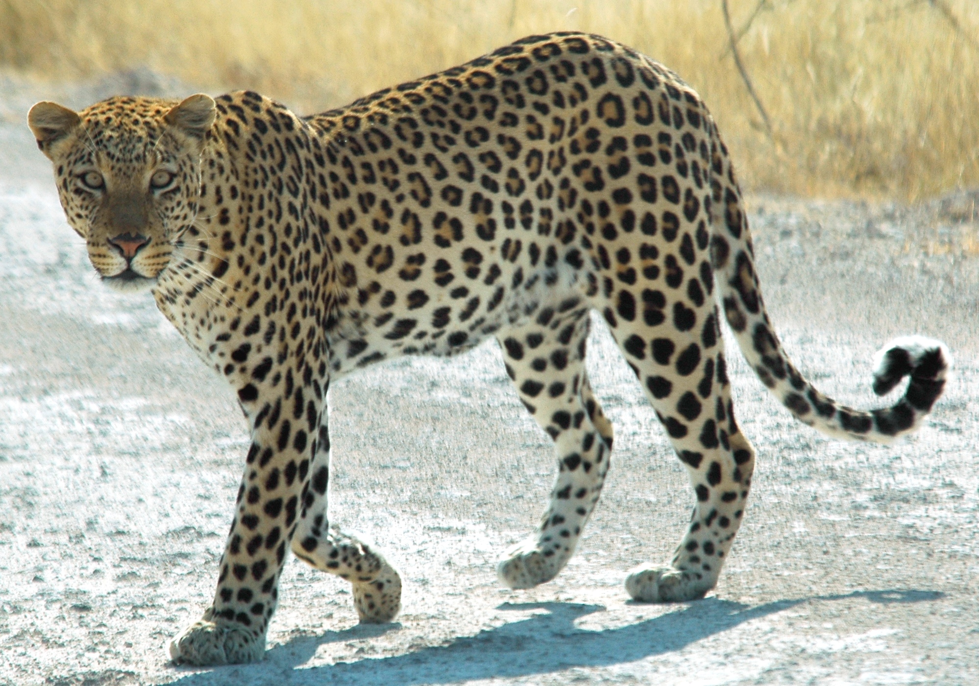 Detail Leopard Image Nomer 12