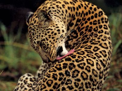 Detail Leopard Image Nomer 16