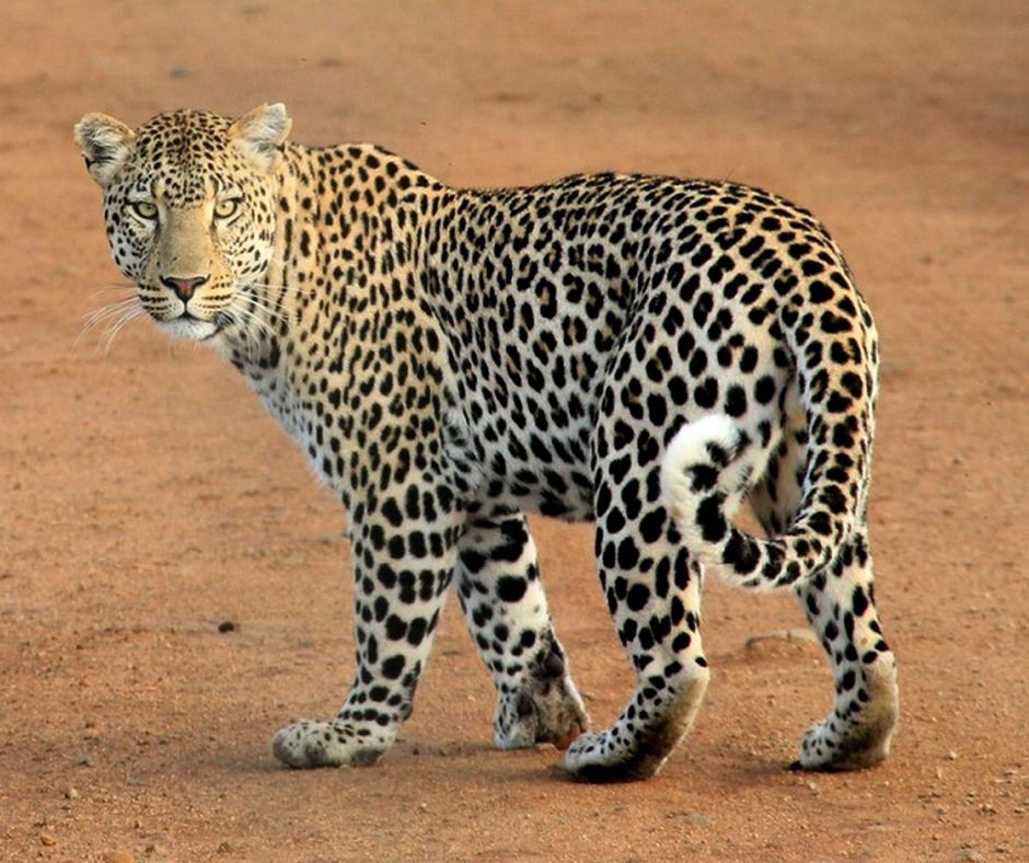 Detail Leopard Image Nomer 17