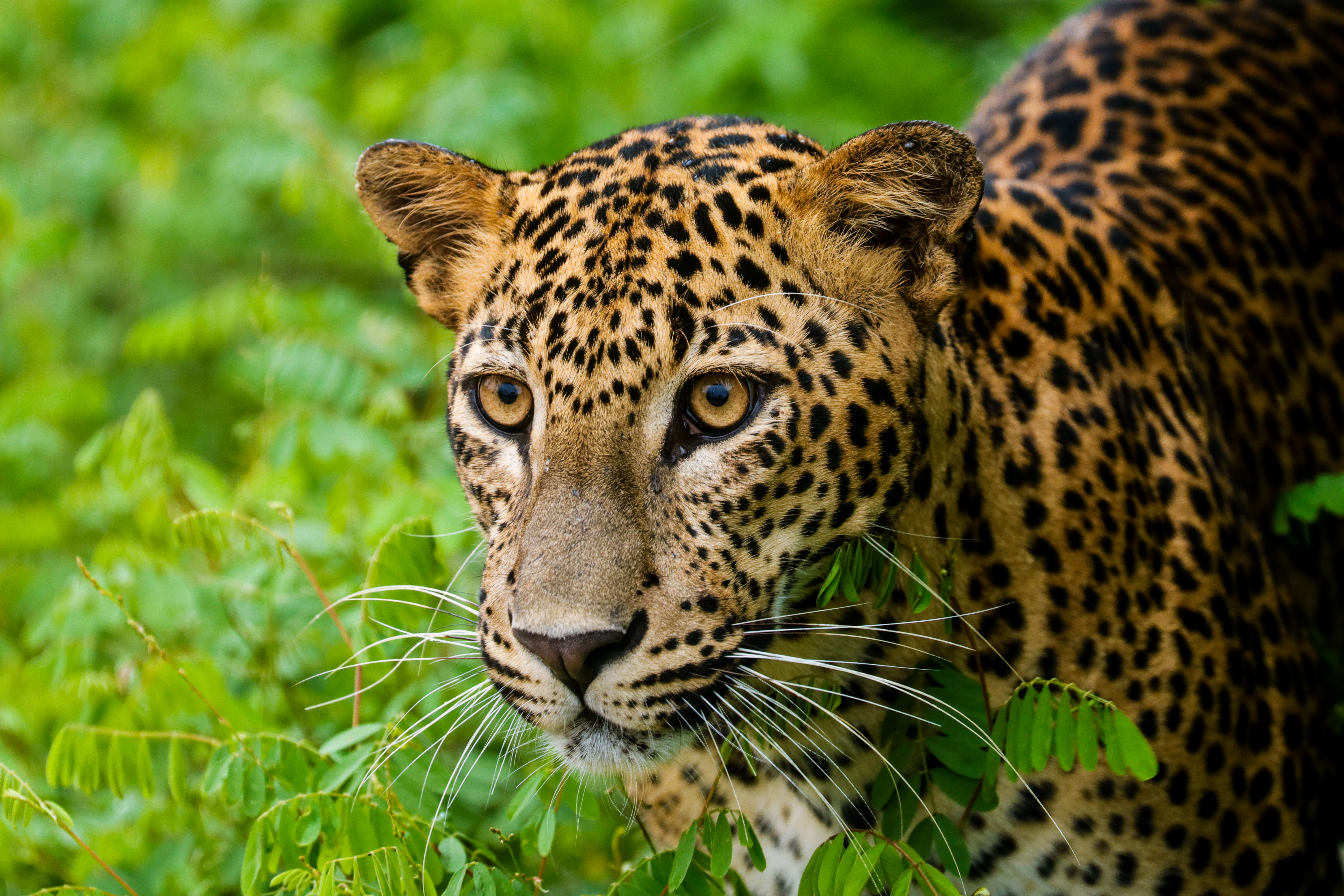 Detail Leopard Image Nomer 20