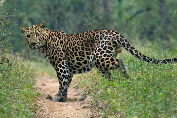 Detail Leopard Image Nomer 24
