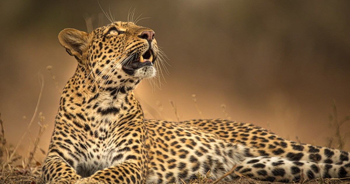 Detail Leopard Image Nomer 26