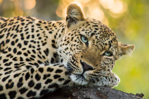 Detail Leopard Image Nomer 4