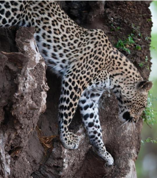 Detail Leopard Image Nomer 30