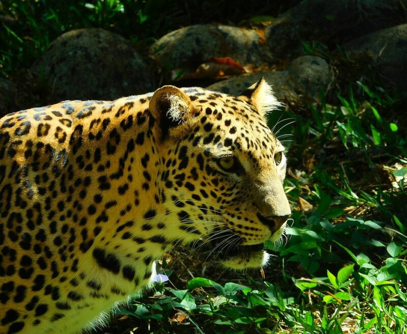 Detail Leopard Image Nomer 31